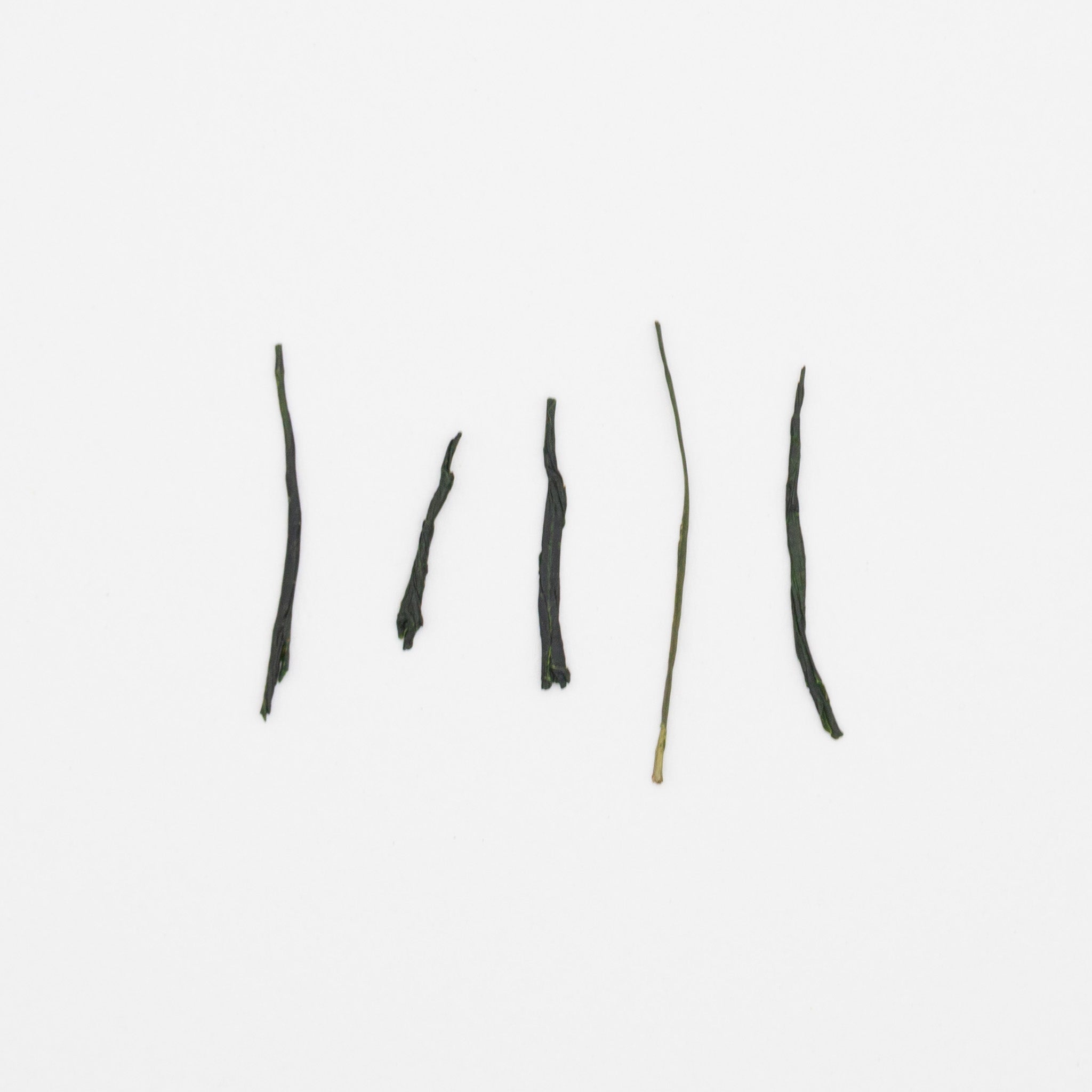 Gyokuro II – Jour 46