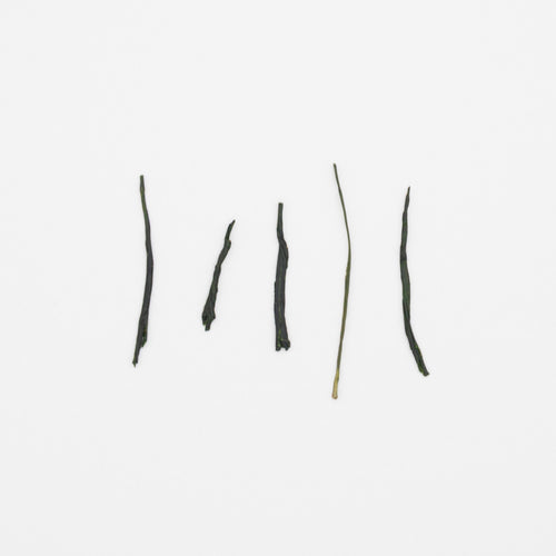 Gyokuro II – Jour 46