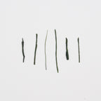 Gyokuro III – Jour 46