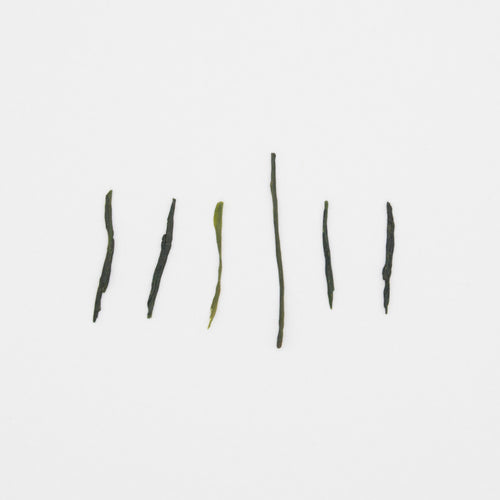 Gyokuro I – Jour 46